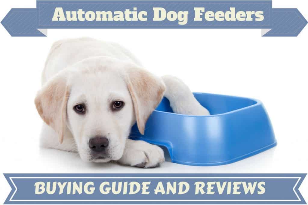 automatic dog feeder reviews