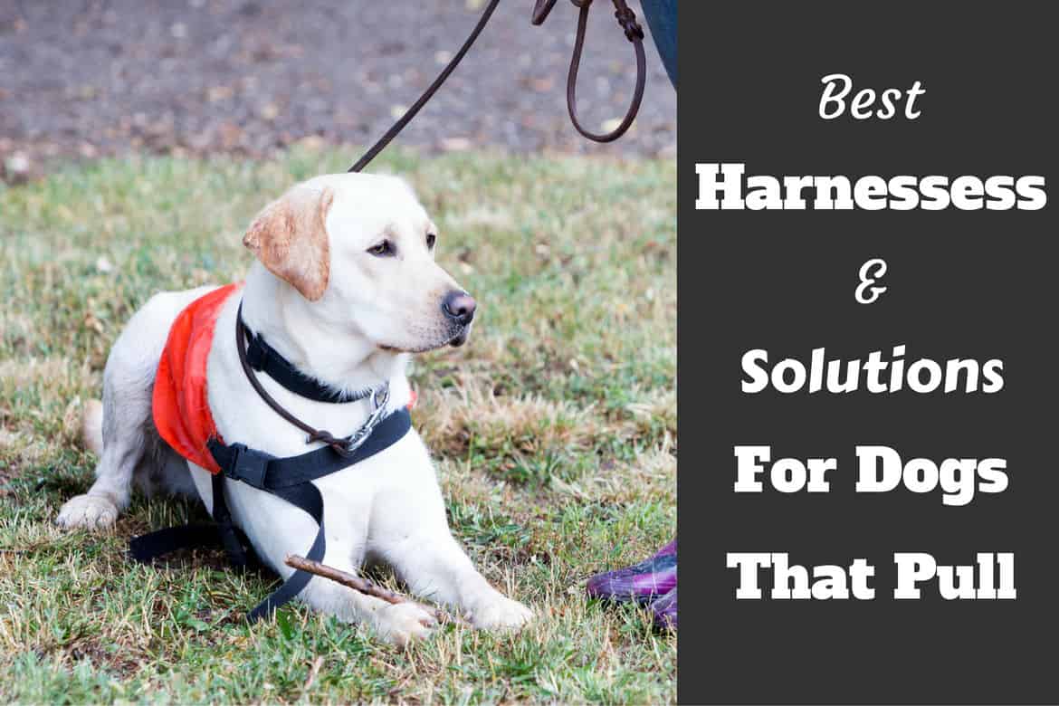 do dog harnesses promote pulling