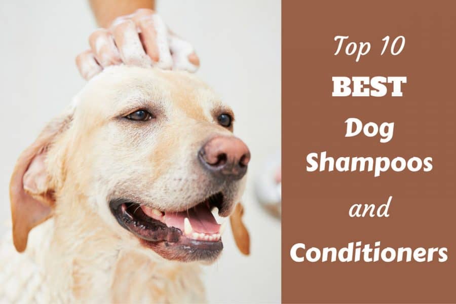 Best shampoo and conditioner for lab puppies