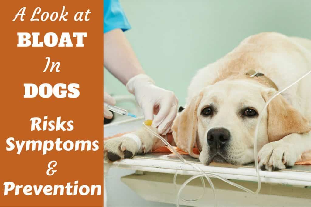 Bloat in Labradors Risks, Symptoms and Prevention