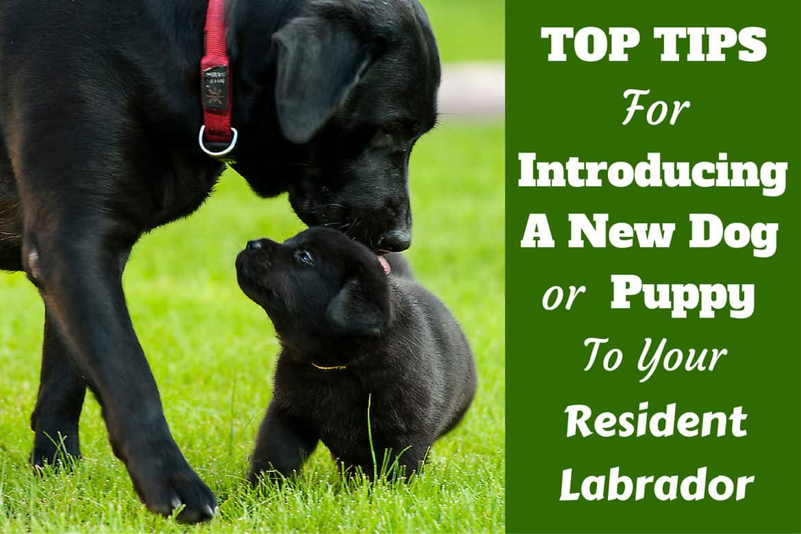 Introducing A New Pet Puppy Or Dog To Your Labrador