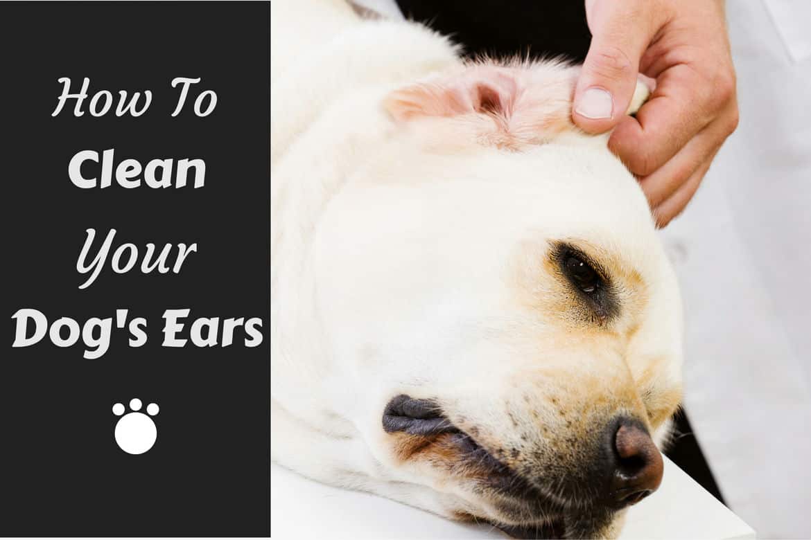 How To Clean Your Labradors Ears And Why You Should Do It