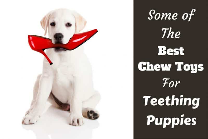are rawhide bones good for teething puppies