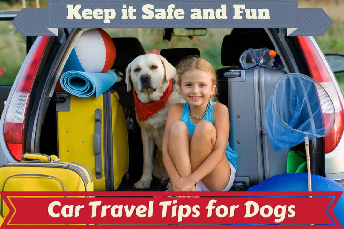 10 ways to keep your dog happy in a car! - MotorScribes