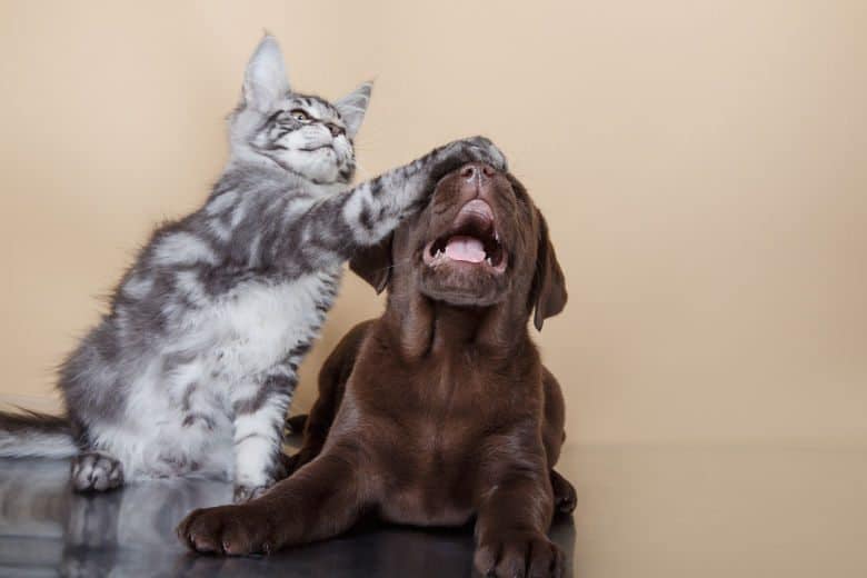 How To Introduce Cats and Dogs - And Make Sure They Get Along