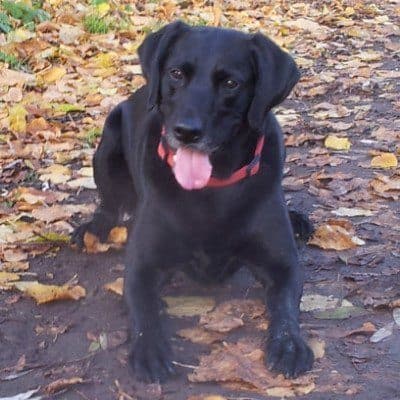 How Long Do Labs Live Average Labrador Lifespan The Oldest