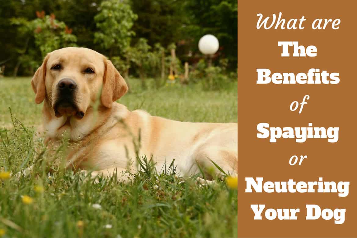 how old before a female dog can be spayed