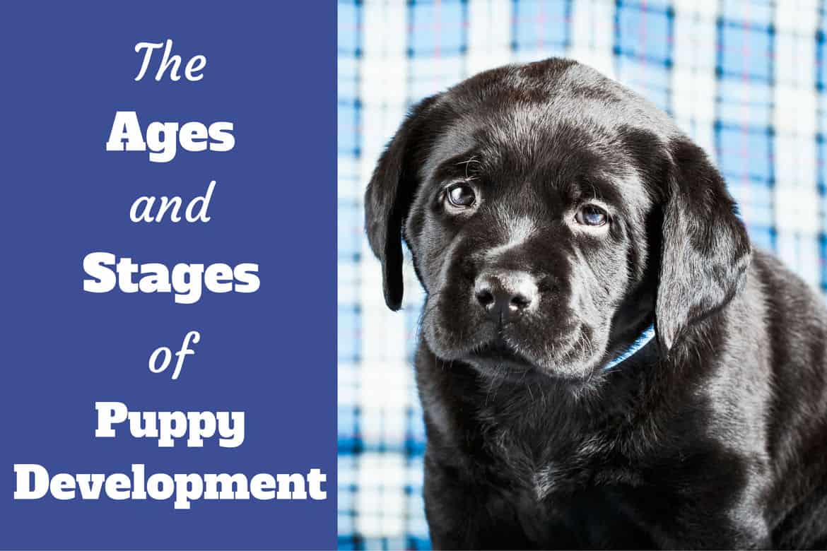 Ages And Growth Stages Of Puppy Development A Week By Week Guide