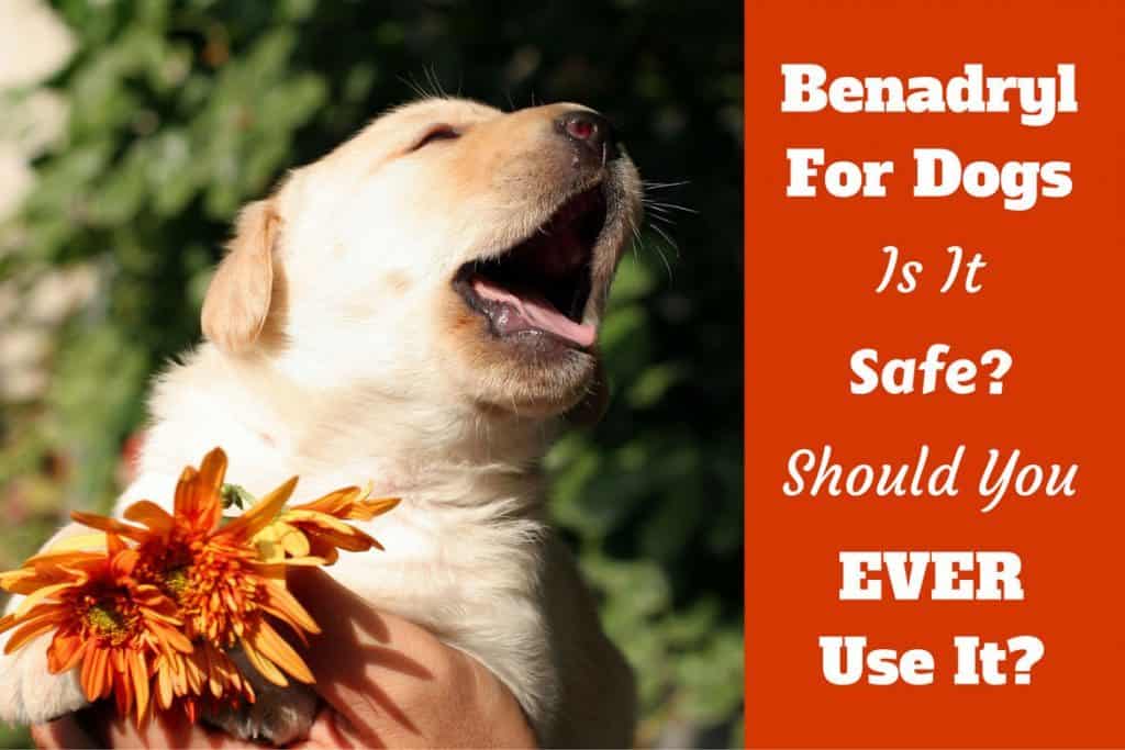 can benadryl cause seizures in dogs