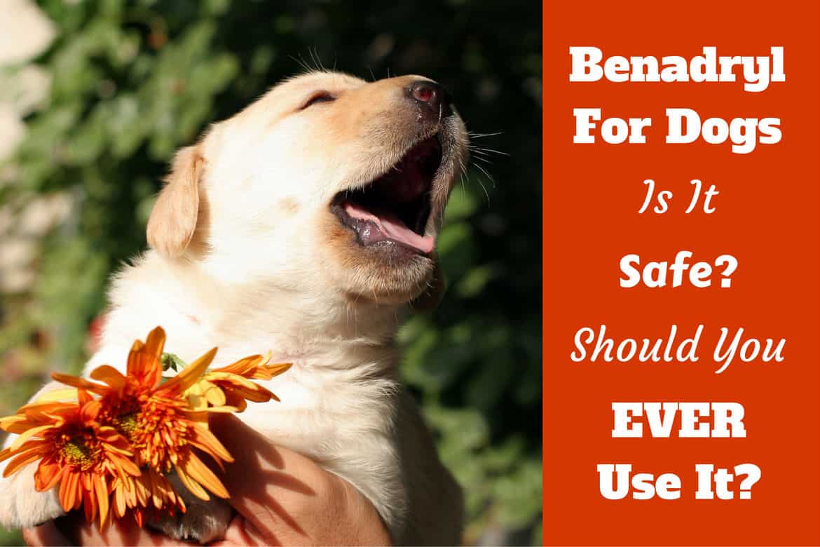 is it ok to give benadryl to dogs