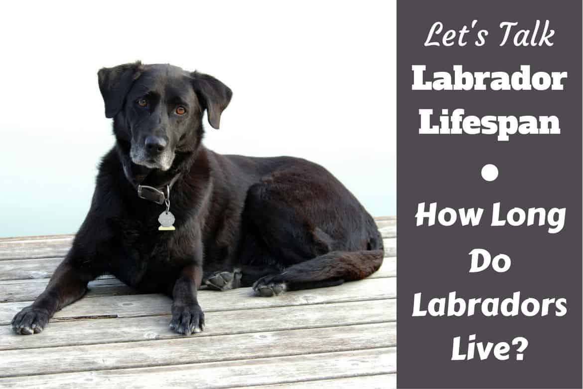 Average lifespan of a labrador dog