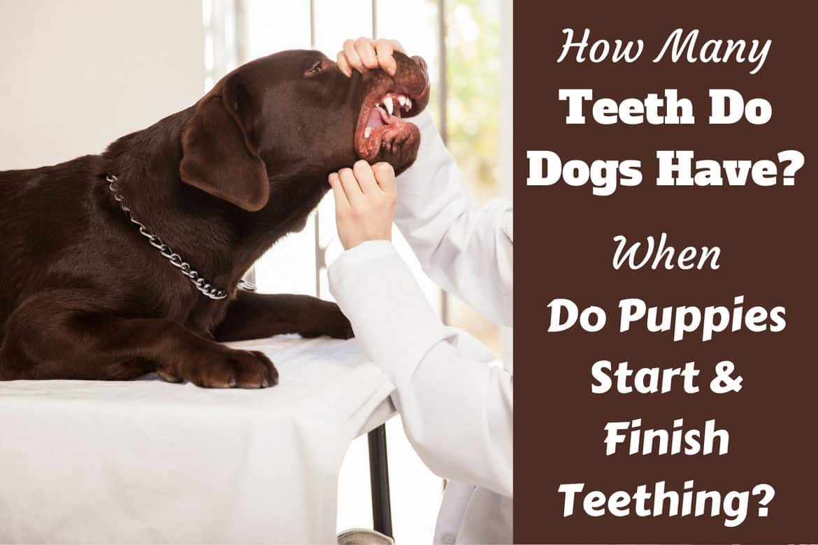 at what age do puppies start losing their baby teeth