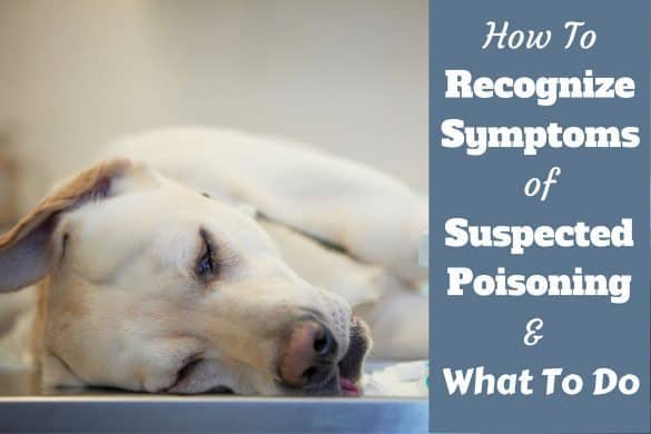 Dog Poisoning Symptoms How To Tell If Your Dog Has Been Poisoned 2021