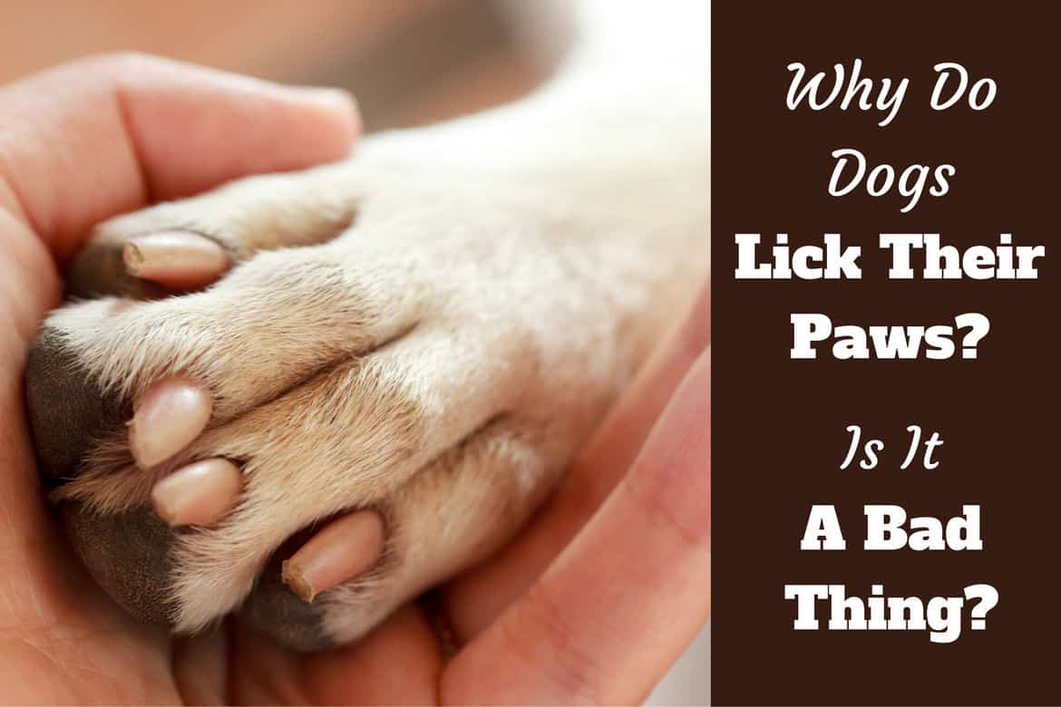 why do dogs lick their paws        <h3 class=