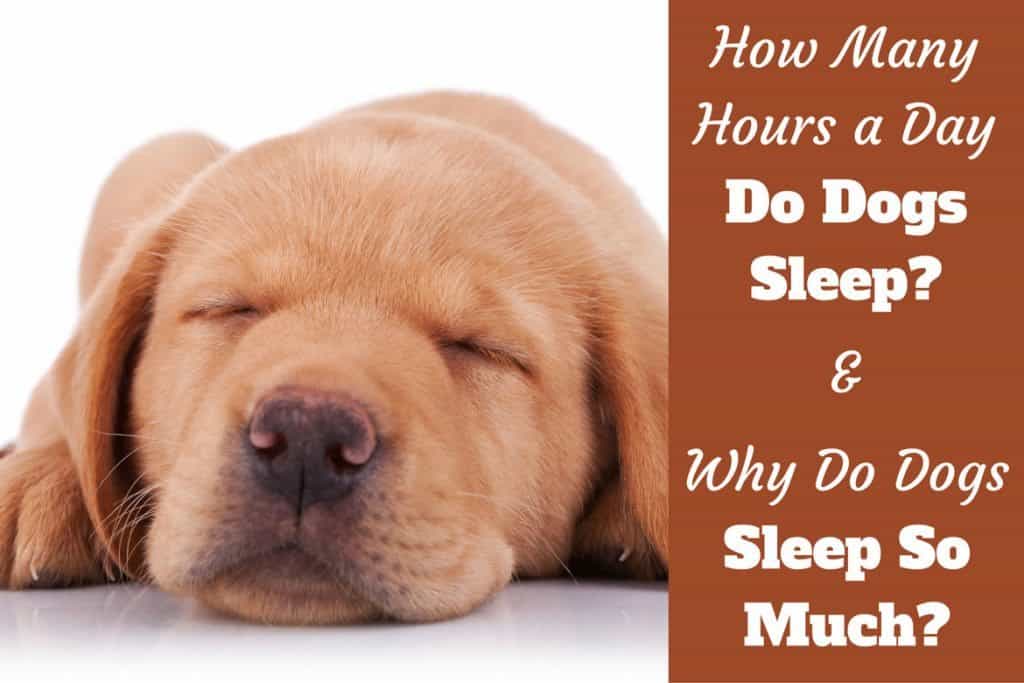 Why Do Dogs Sleep So Much How Many Hours A Day Do Dogs Sleep 