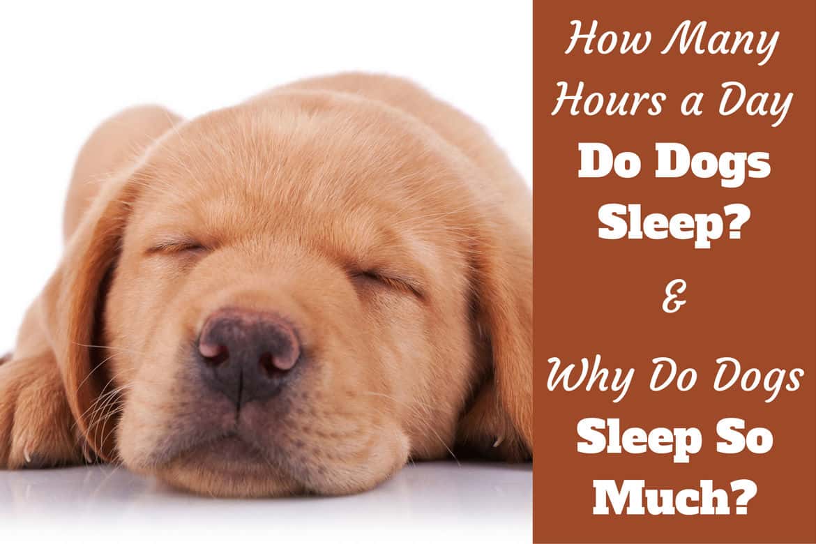 how many hours a day do dogs normally sleep