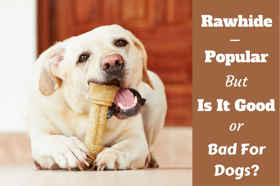 rawhide bones for teething puppies