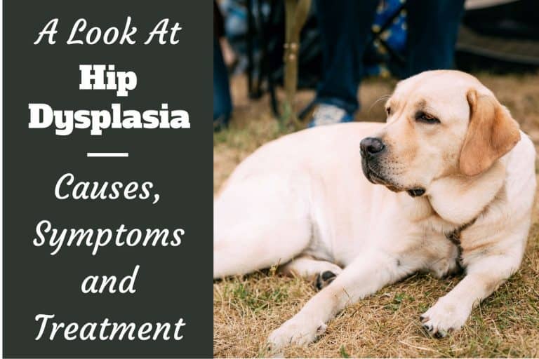 Hip Dysplasia and Labradors - What You Need to Know