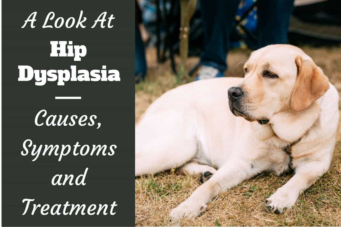 Hip Dysplasia and Labradors - What You 
