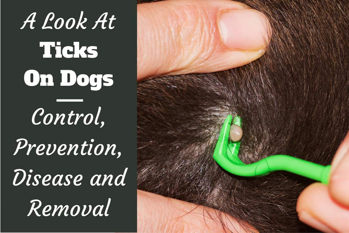 do ticks leave eggs on dogs
