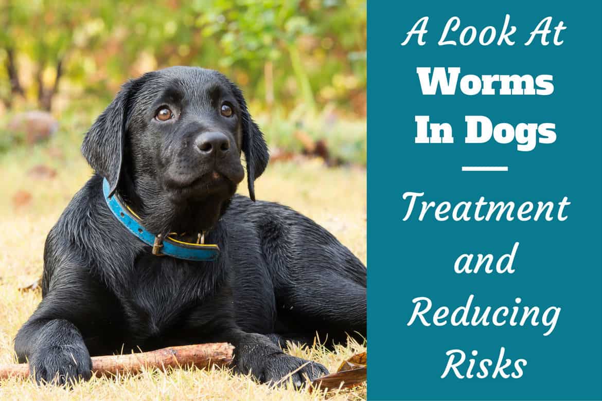 do hookworms cause pain in dogs
