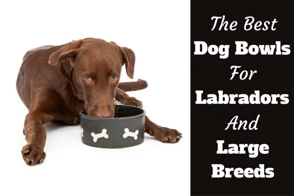 Best Dog Bowls for Labradors [Also for 