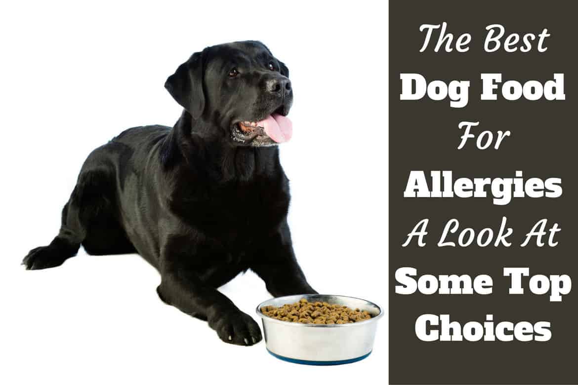 best puppy food for dogs with allergies