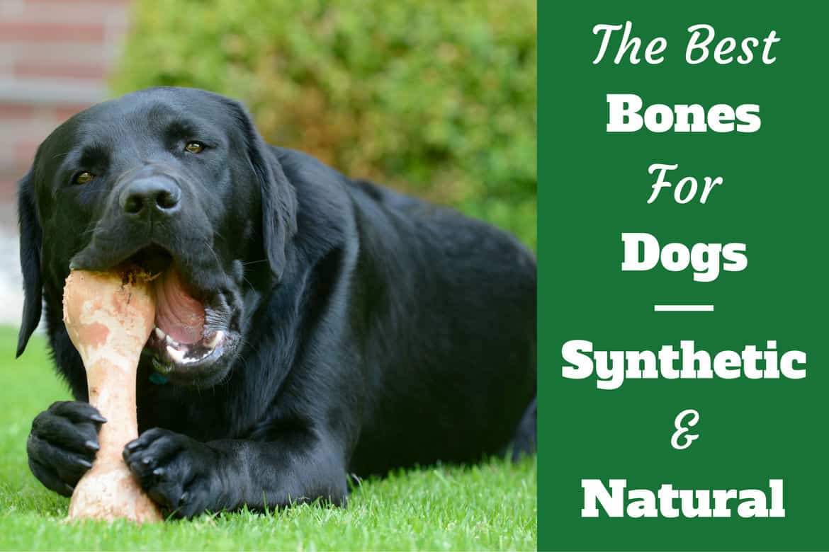 best long lasting chew bones for dogs