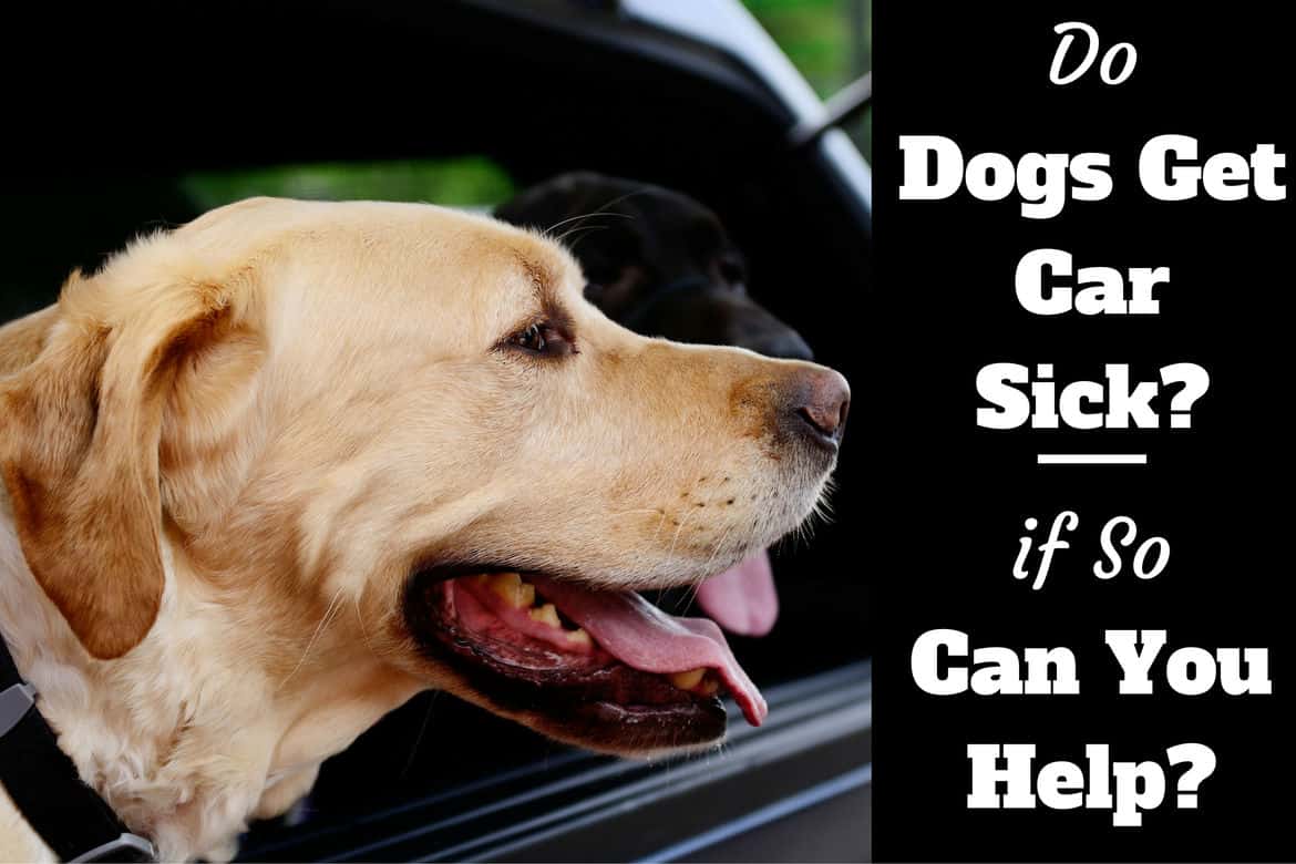 dog gets car sick