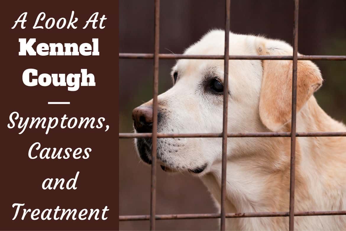 kennel cough treatment