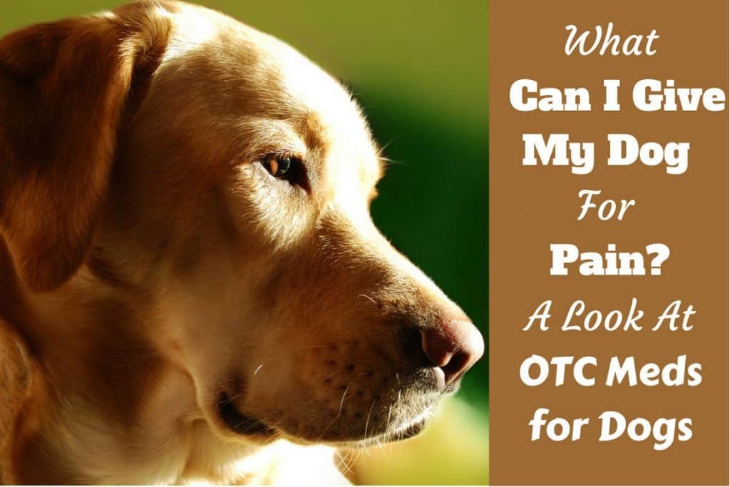 What Can I Give My Dog for Pain? OTC 