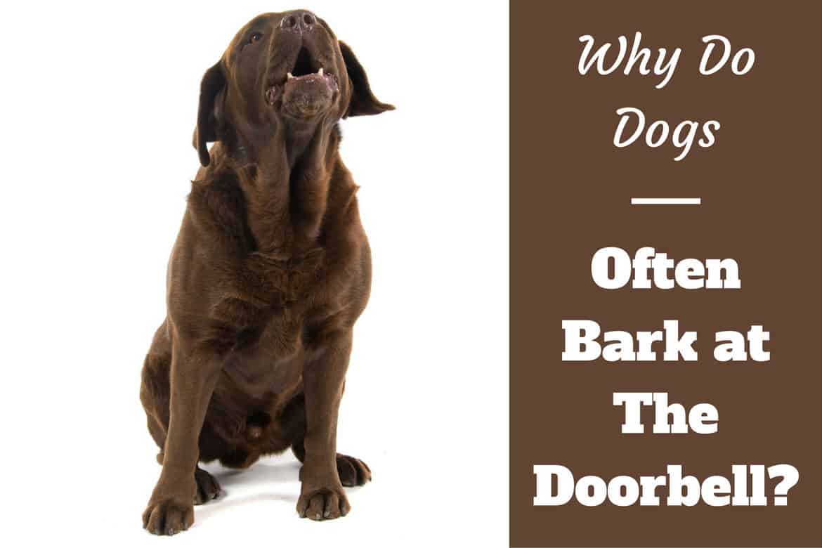 can dogs eat bark