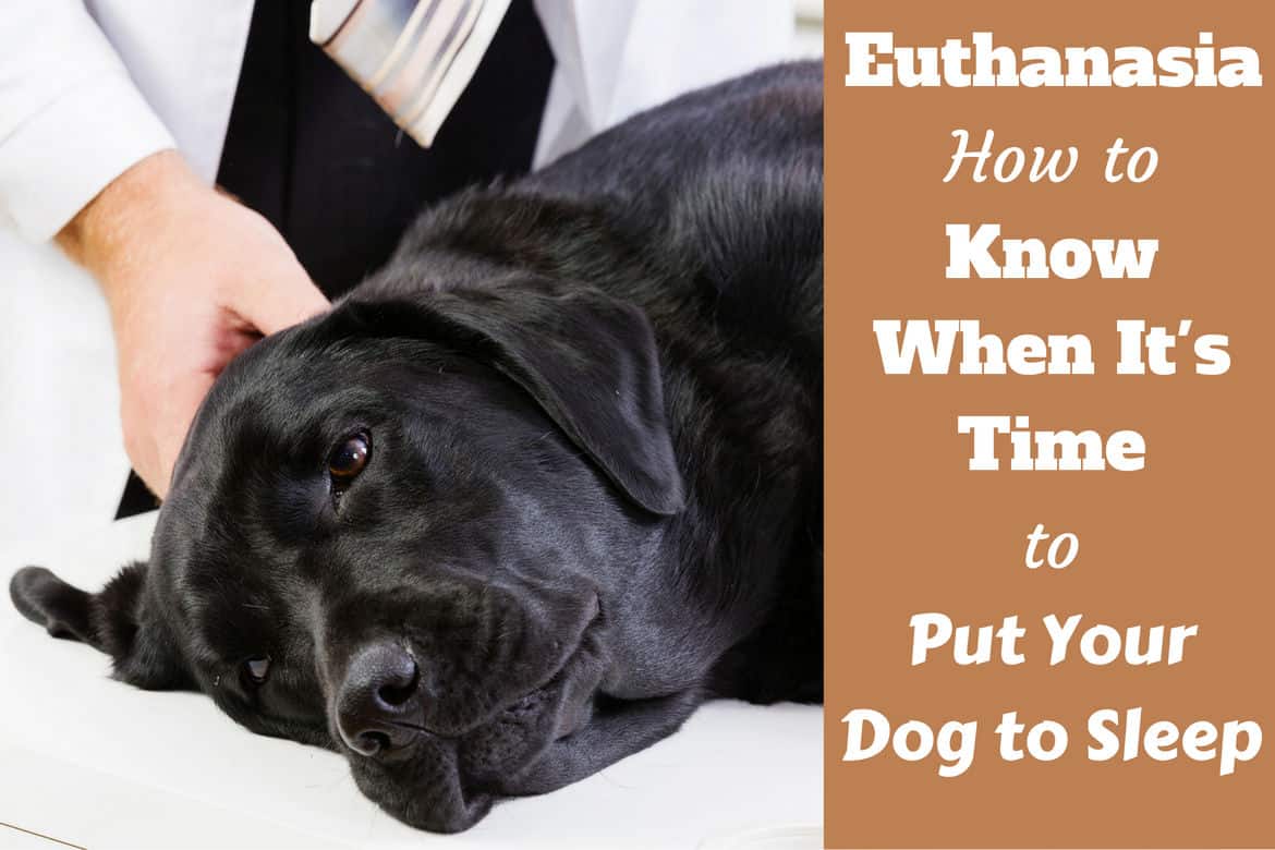no cost pet euthanasia near me