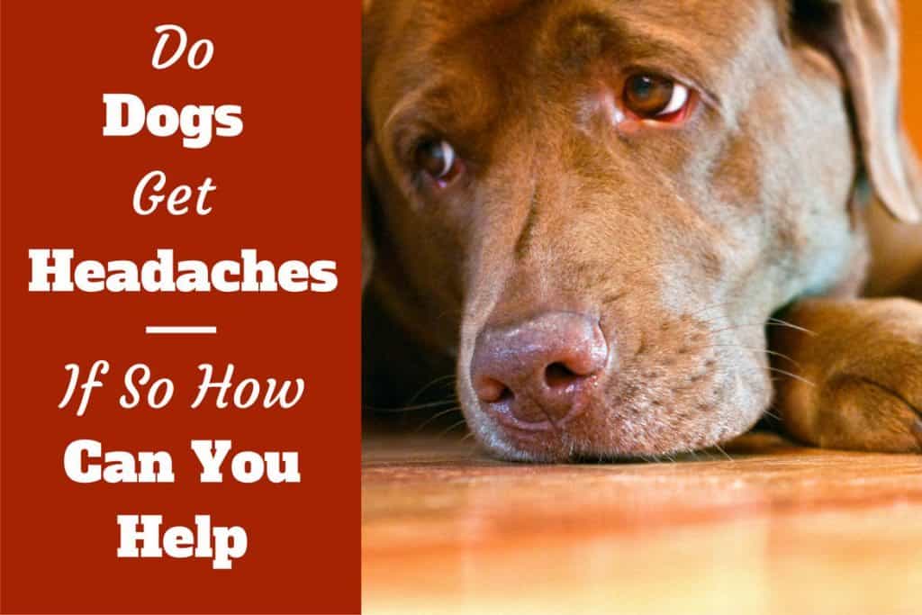 Do Dogs Get Headaches? Is Your Pup In Pain? - Labrador Training HQ