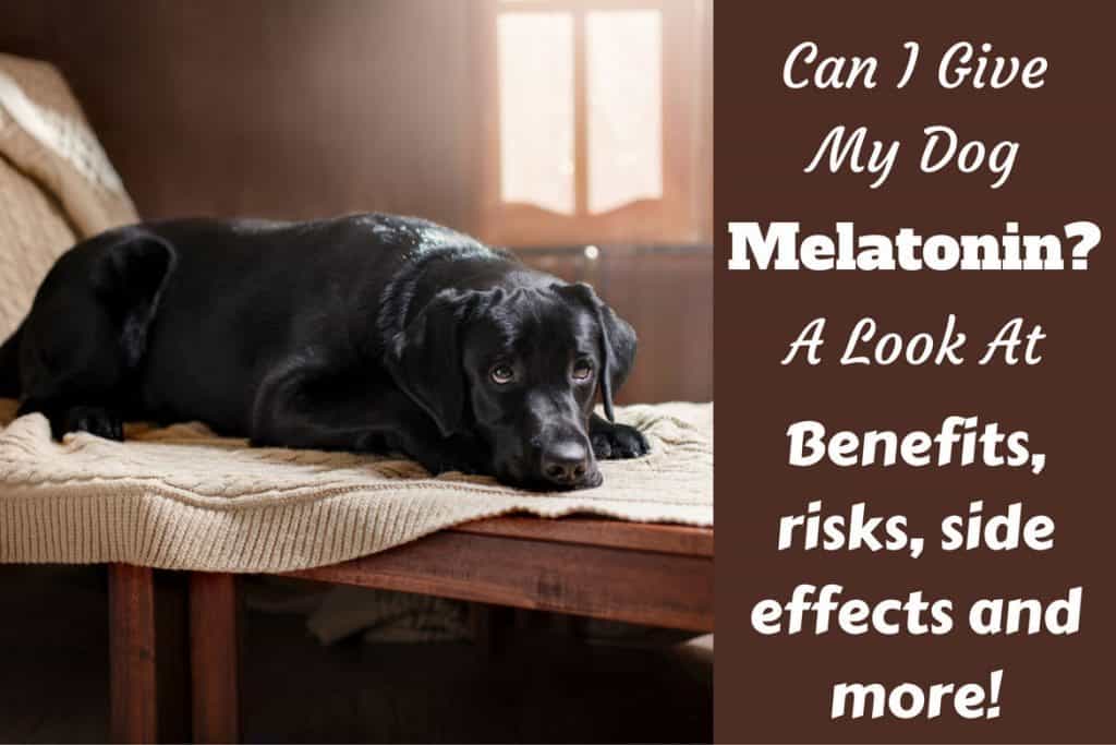 can you give a dog melatonin and benadryl together