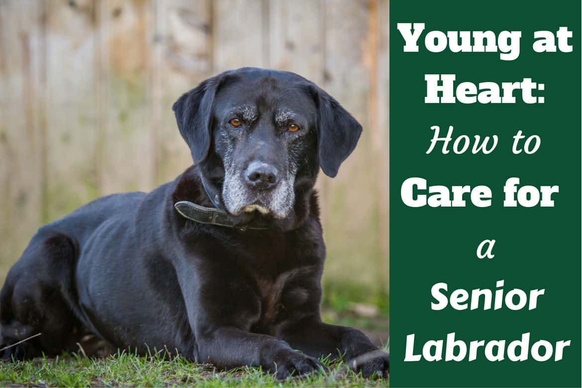 Caring For Your Senior Labrador Health And Happiness To The End