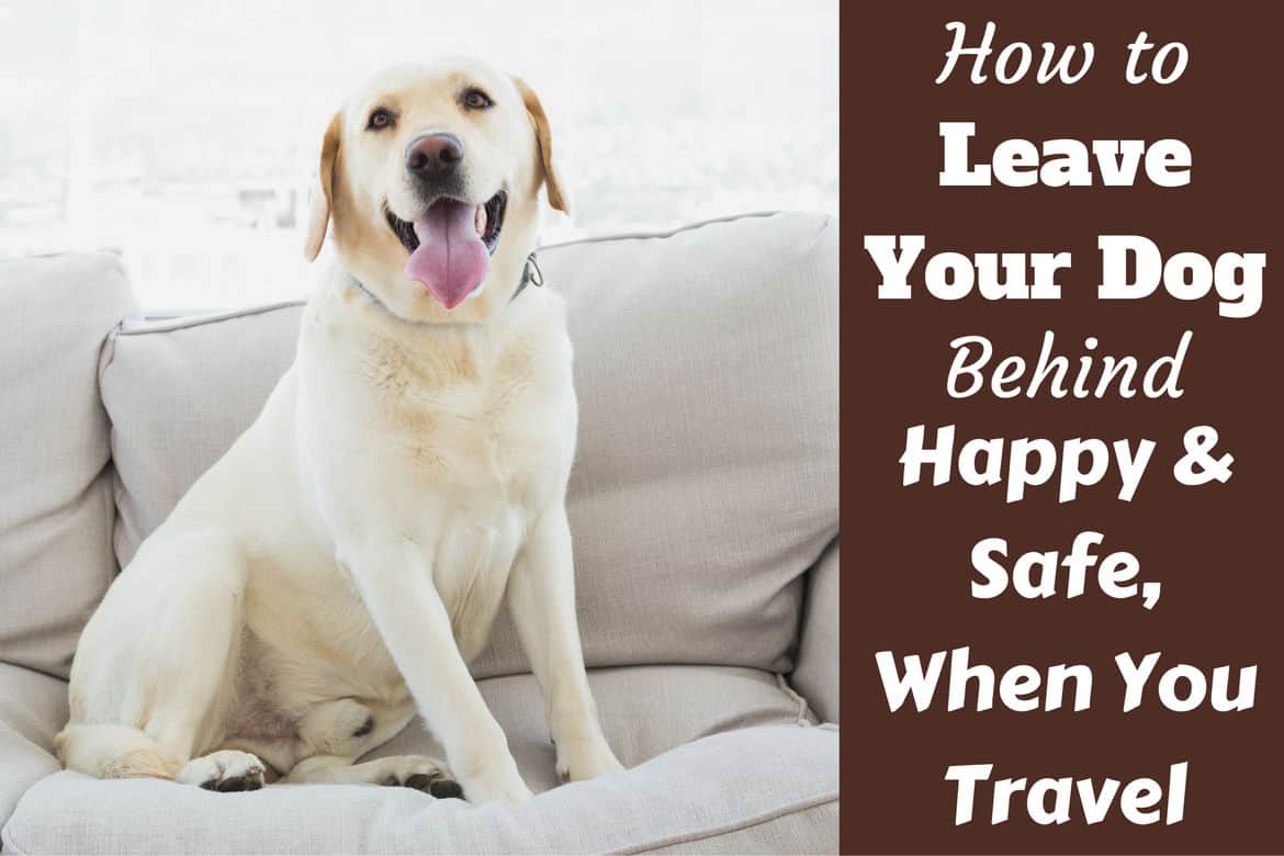 how do you know if your puppy is happy