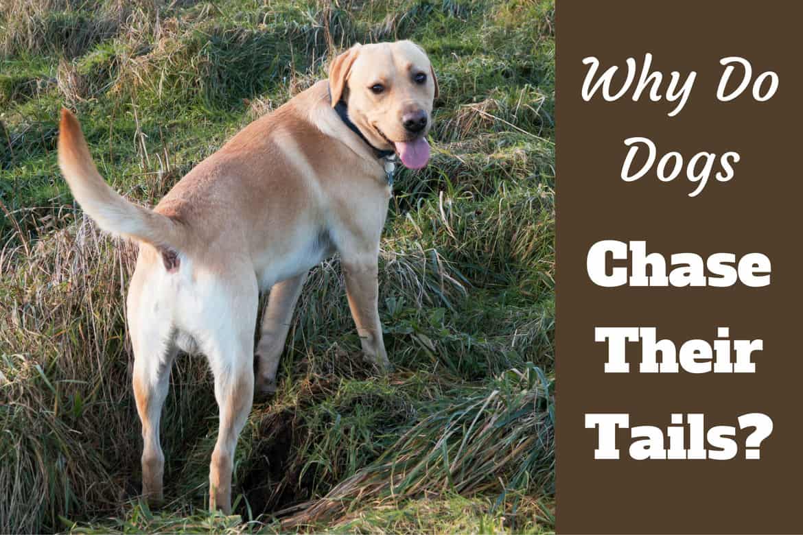 Why Do Dogs Chase Their Tails? is it Ever Anything to Worry About?