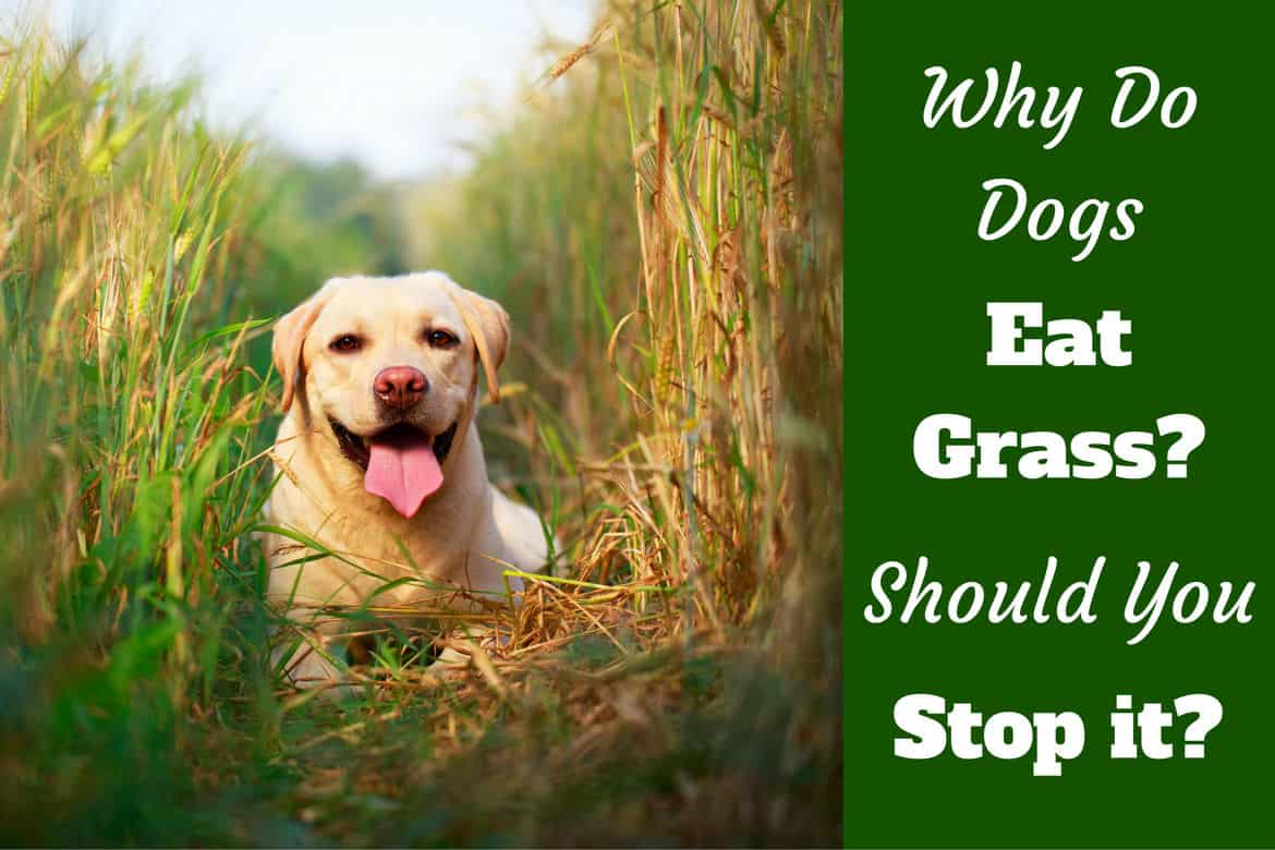 why do dogs want to eat grass when sick