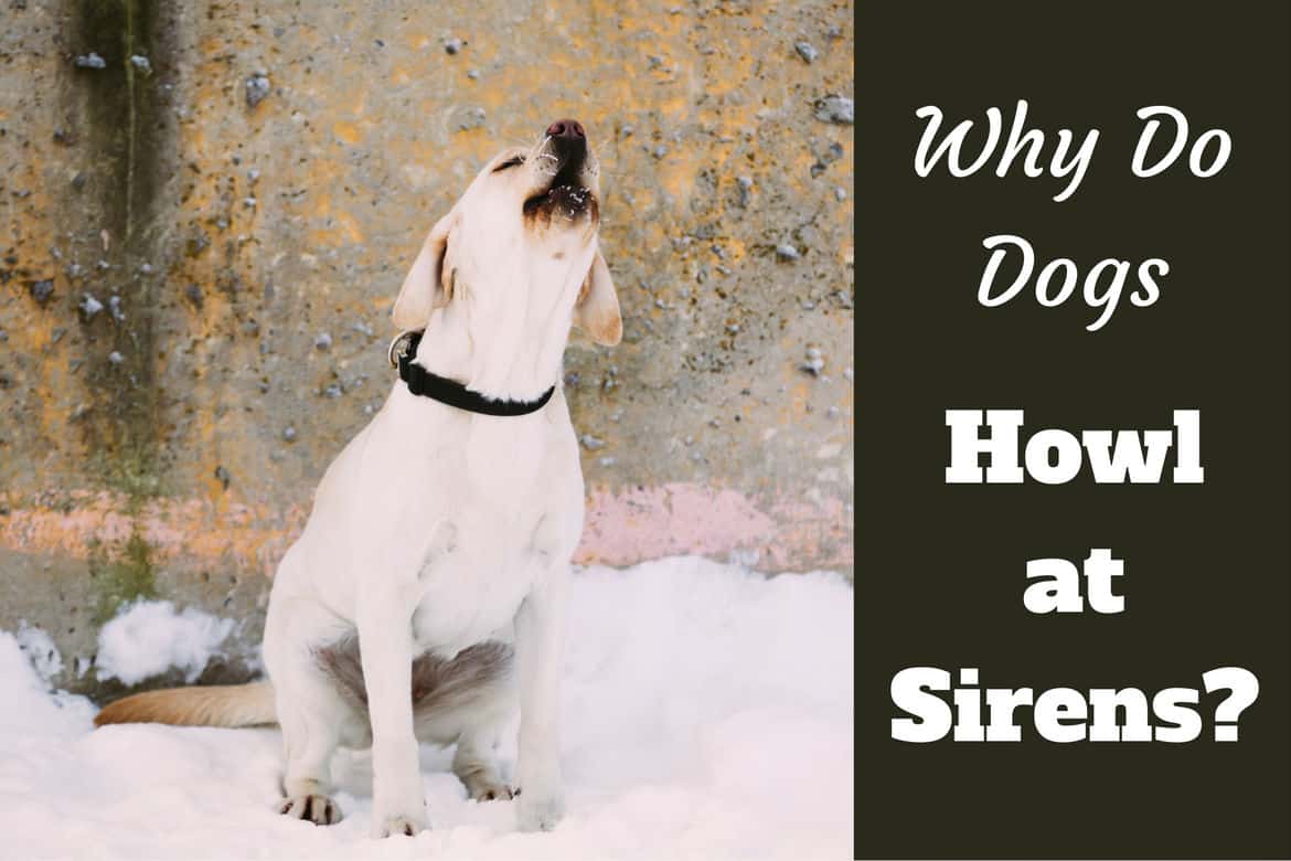 Why Do Dogs Howl At Sirens Labrador Training Hq