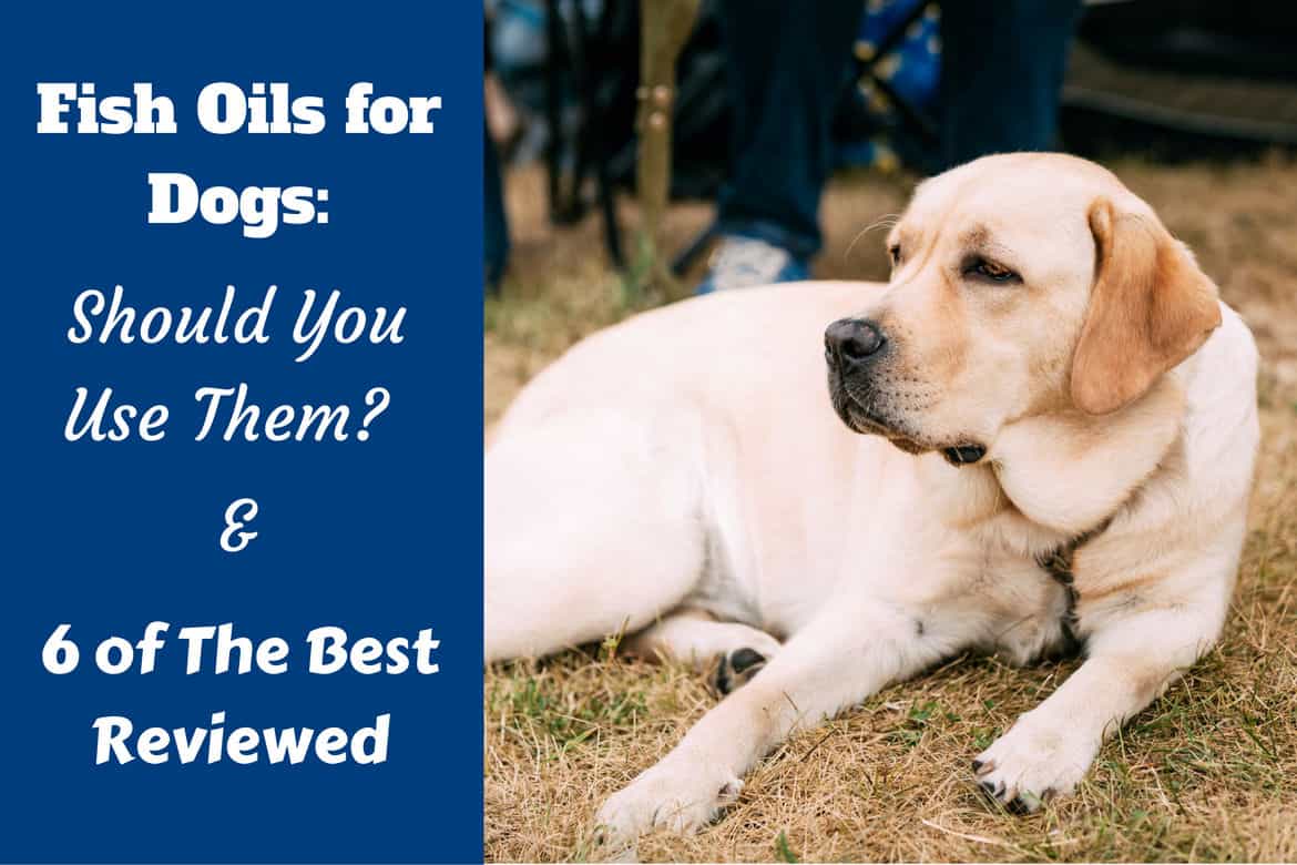Best Fish Oil Supplements for Dogs 