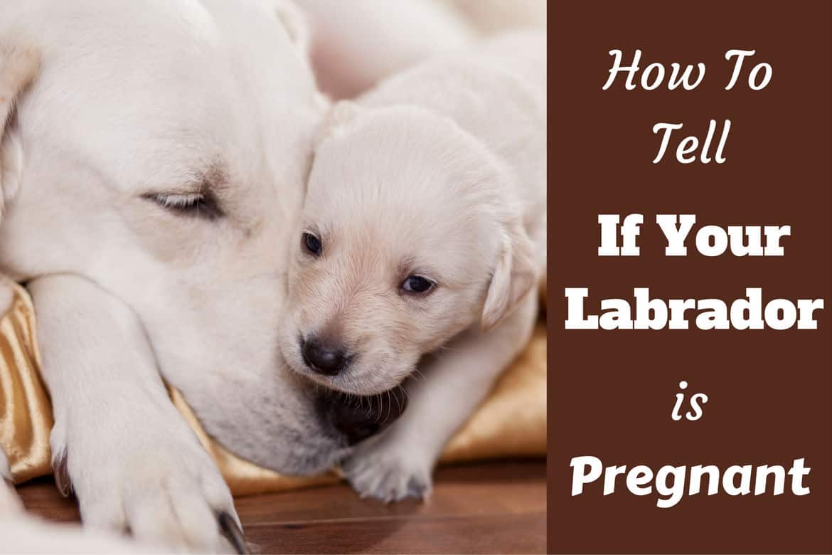 how can you tell if a dog is pregnant
