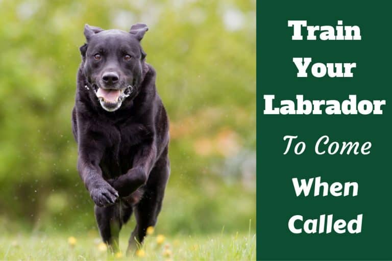 Recall: How To Train Your Labrador To Come Back When Called