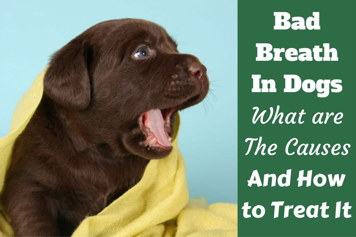 why do dogs have smelly breath