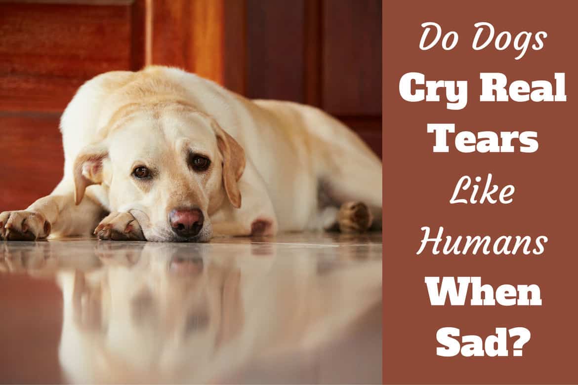 why do dogs cry tears