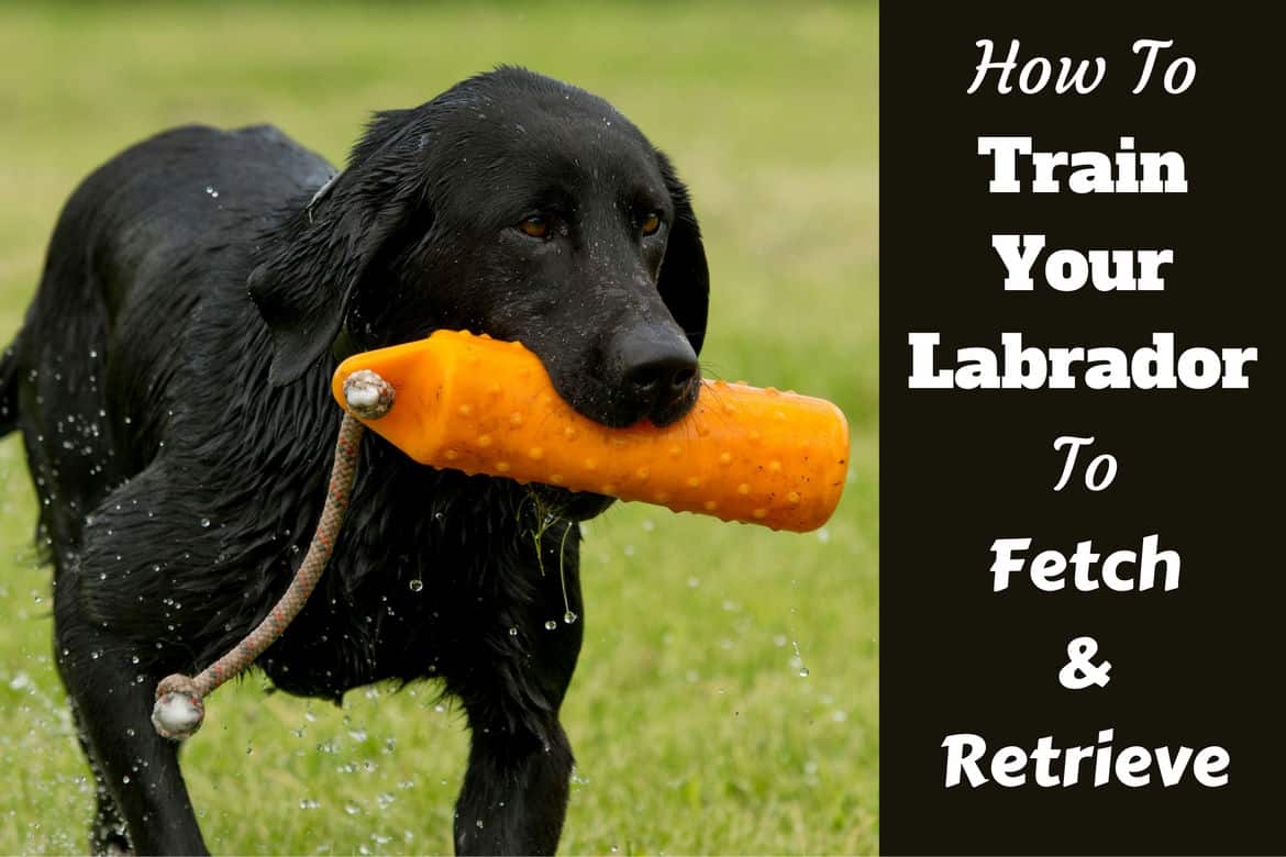 how to train your labrador