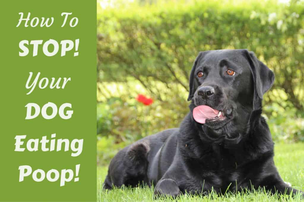 dog wont stop eating poop
