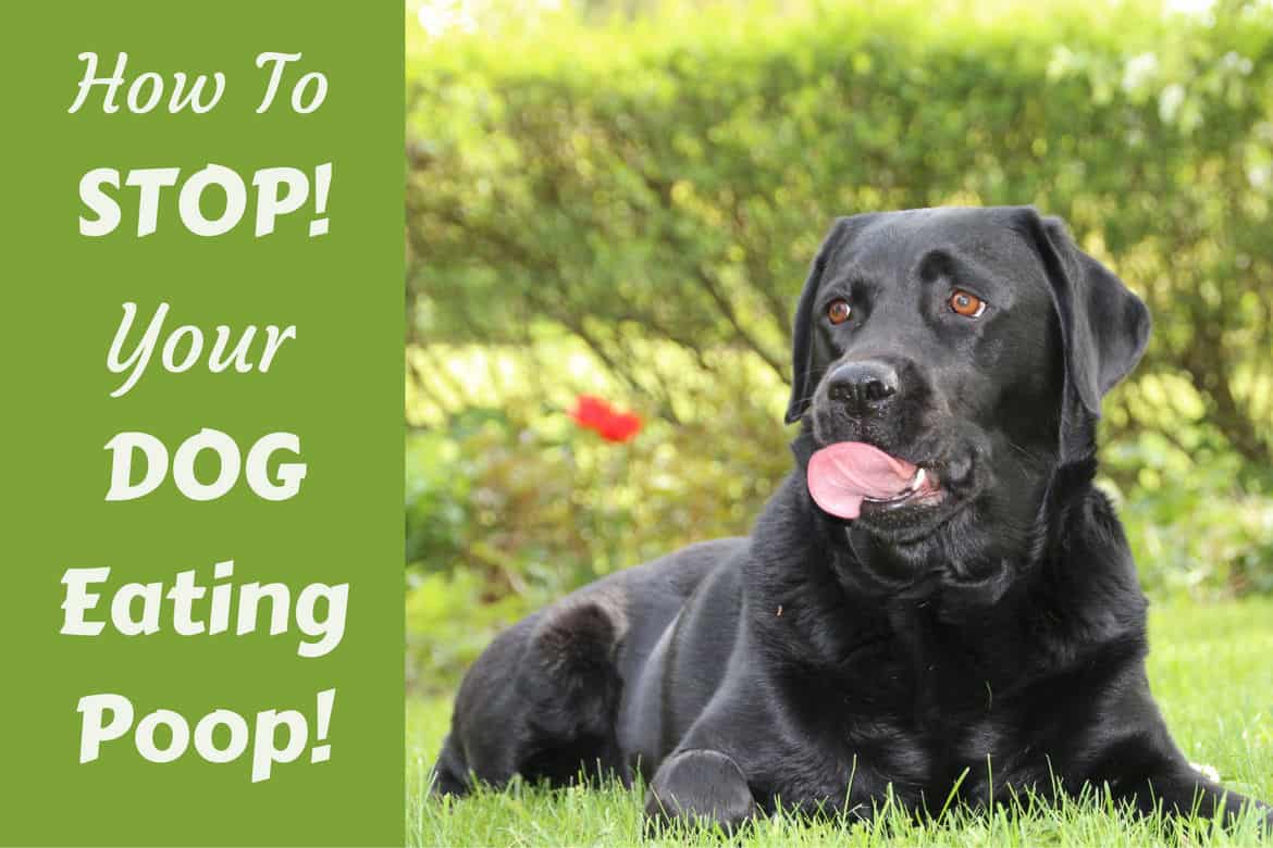 how to stop my puppy from eating poop