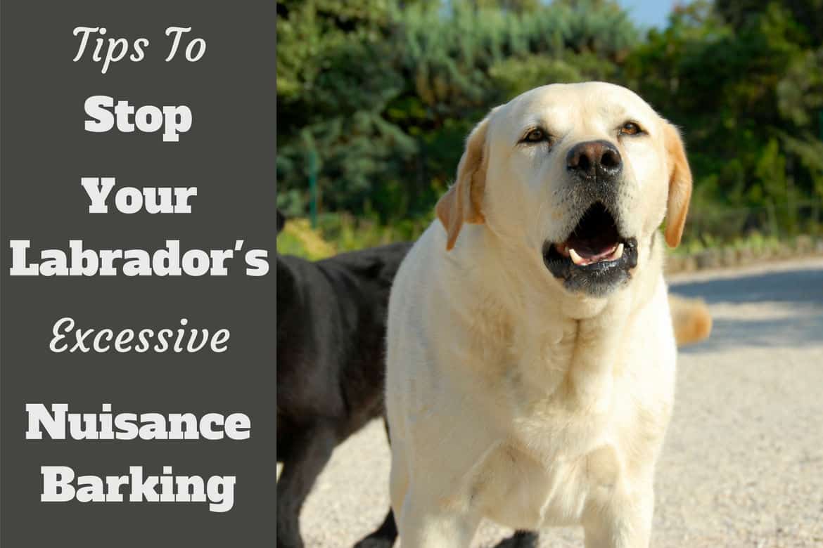 how to stop dog excessive barking