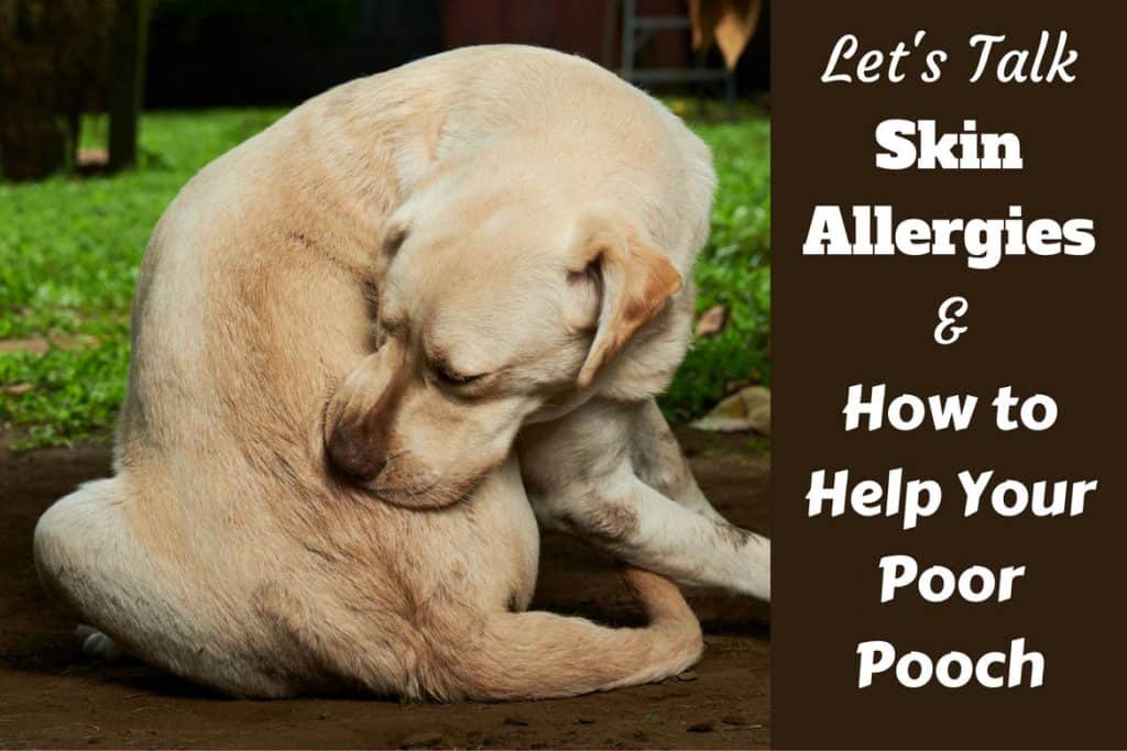 Understanding Dog Skin Allergies: Remedies, Treatment and ...
